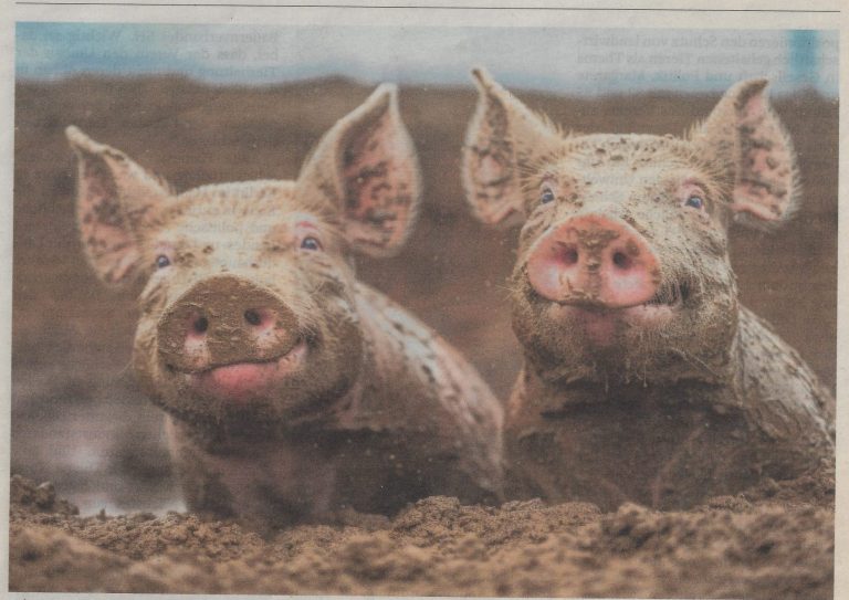 schietig 2024-01-12_114920